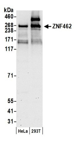 ZNF462 Rabbit anti-Human, Mouse, Polyclonal, Bethyl Laboratories 100 &mu;L;