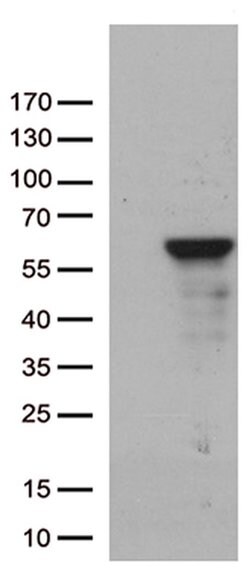 ZNF480 Monoclonal Antibody (OTI4G2), TrueMAB , OriGene:Antibodies:Primary