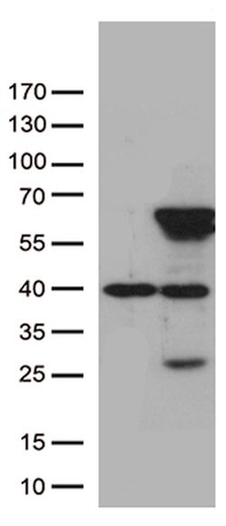 ZNF480 Mouse anti-Human, Clone: OTI2G2, lyophilized, TrueMAB 100 &mu;g;