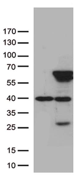 ZNF480 Monoclonal Antibody (OTI2G2), TrueMAB , OriGene 100 &mu;L; Unconjugated:Antibodies,