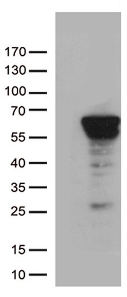 ZNF480 Mouse anti-Human, Clone: OTI8E10, lyophilized, TrueMAB 100 &mu;g;