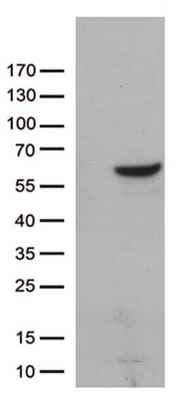 ZNF480 Monoclonal Antibody (OTI8E3), TrueMAB , OriGene 30 &mu;L; Unconjugated:Antibodies,