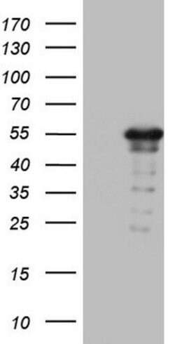 ZNF500 Mouse anti-Human, Clone: OTI4G10, lyophilized, TrueMAB 100 &mu;g;