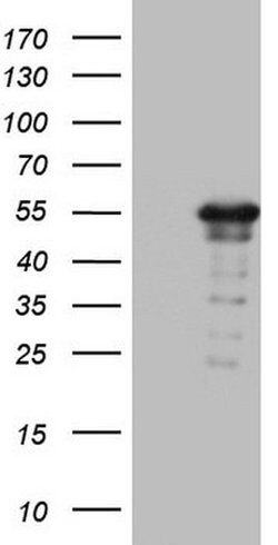 ZNF500 Monoclonal Antibody (OTI4G10), TrueMAB , OriGene:Antibodies:Primary