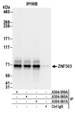 ZNF503 Rabbit anti-Human, Polyclonal, Bethyl Laboratories 100 &mu;l; Unlabeled:Antibodies,