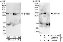 ZNF507 Rabbit anti-Human, Polyclonal, Bethyl Laboratories 100 &mu;L; Unconjugated:Antibodies,