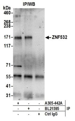 ZNF532 Rabbit anti-Human, Polyclonal, Bethyl Laboratories 10 &mu;L; Unconjugated:Antibodies,