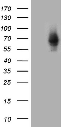 ZNF543 Mouse anti-Human, Clone: OTI7F1, lyophilized, TrueMAB 100 &mu;g;