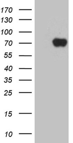 ZNF572 Mouse anti-Human, Clone: OTI2F6, lyophilized, TrueMAB 100 &mu;g;