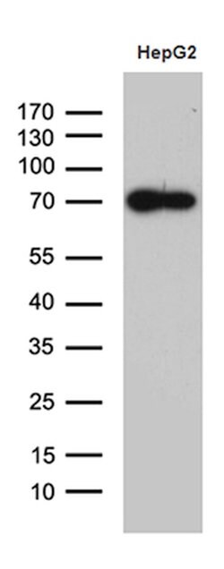 ZNF572 Mouse anti-Human, Clone: OTI2F6, lyophilized, TrueMAB 100 &mu;g;
