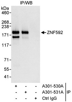 ZNF592 Rabbit anti-Human, Polyclonal, Bethyl Laboratories 10 &mu;L; Unconjugated:Antibodies,
