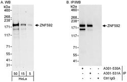 ZNF592 Rabbit anti-Human, Polyclonal, Bethyl Laboratories 100 &mu;l; Unlabeled:Antibodies,