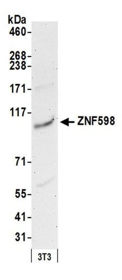 ZNF598 Rabbit anti-Human, Mouse, Polyclonal, Bethyl Laboratories 100 &mu;L;
