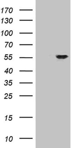 ZNF610 Monoclonal Antibody (OTI3H2), TrueMAB , OriGene:Antibodies:Primary