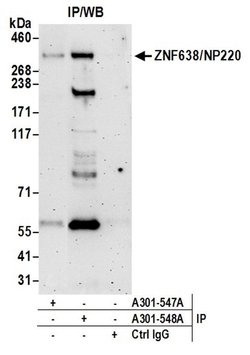 ZNF638/NP220 Rabbit anti-Human, Polyclonal, Bethyl Laboratories 100 &mu;L;
