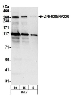 ZNF638/NP220 Rabbit anti-Human, Polyclonal, Bethyl Laboratories 100 &mu;l;