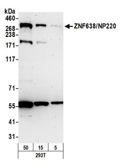 ZNF638/NP220 Rabbit anti-Human, Polyclonal, Bethyl Laboratories 100 &mu;L;
