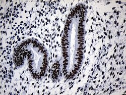 ZNF670 Mouse anti-Human, Clone: OTI1F2, lyophilized, TrueMAB 100 &mu;g;