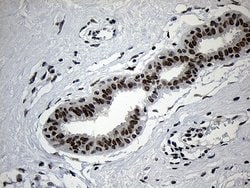 ZNF670 Mouse anti-Human, Clone: OTI6E10, lyophilized, TrueMAB 100 &mu;g;