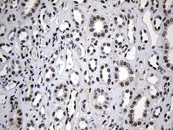 ZNF670 Mouse anti-Human, Clone: OTI6E10, lyophilized, TrueMAB 100 &mu;g;