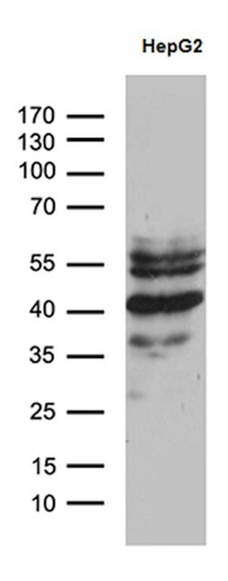 ZNF670 Mouse anti-Human, Clone: OTI6E10, lyophilized, TrueMAB 100 &mu;g;