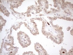 ZNF69 Monoclonal Antibody (OTI3C3), TrueMAB , OriGene 100 &mu;L; Unconjugated:Antibodies,
