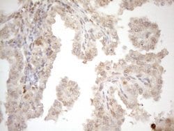 ZNF69 Monoclonal Antibody (OTI3C3), TrueMAB , OriGene 100 &mu;L; Unconjugated:Antibodies,