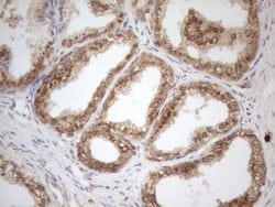 ZNF69 Monoclonal Antibody (OTI3C3), TrueMAB , OriGene 100 &mu;L; Unconjugated:Antibodies,