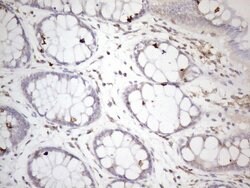 ZNF69 Monoclonal Antibody (OTI4D9), TrueMAB , OriGene 100 &mu;L; Unconjugated:Antibodies,