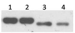 Invitrogen ZNF707 Polyclonal Antibody 100 &mu;L | Buy Online | Invitrogen&trade; | Fisher Scientific