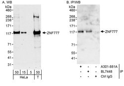 ZNF777 Rabbit anti-Human, Polyclonal, Bethyl Laboratories 100 &mu;l; Unlabeled:Antibodies,