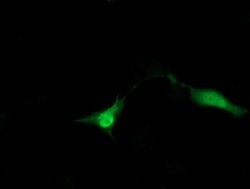 ZNRD1 Mouse anti-Human, Clone: OTI1G2, lyophilized, TrueMAB 100 &mu;g;