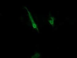ZNRD1 Monoclonal Antibody (OTI2B1), TrueMAB , OriGene:Antibodies:Primary