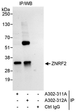 ZNRF2 Rabbit anti-Human, Polyclonal, Bethyl Laboratories 100 &mu;L; Unconjugated:Antibodies,