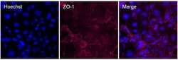 Invitrogen ZO-1 Polyclonal Antibody 500 &mu;L | Buy Online | Invitrogen&trade; | Fisher Scientific