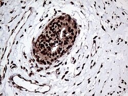 ZRANB2 Mouse anti-Human, Clone: OTI2E3, lyophilized, TrueMAB 100 &mu;g;