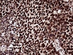 ZRANB2 Mouse anti-Human, Clone: OTI2E3, lyophilized, TrueMAB 100 &mu;g;