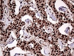 ZRANB2 Mouse anti-Human, Clone: OTI2E3, lyophilized, TrueMAB 100 &mu;g;