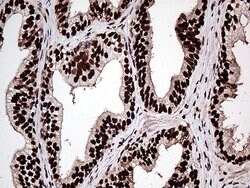 ZRANB2 Mouse anti-Human, Clone: OTI2E3, lyophilized, TrueMAB 100 &mu;g;