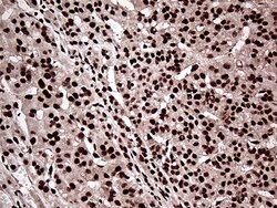 ZRANB2 Mouse anti-Human, Clone: OTI2E3, lyophilized, TrueMAB 100 &mu;g;