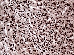 ZRANB2 Monoclonal Antibody (OTI2E3), TrueMAB , OriGene 100 &mu;L; Unconjugated:Antibodies,