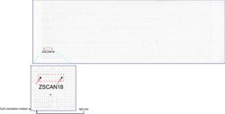 ZSCAN18 Mouse anti-Human, Clone: UMAB114, liquid, UltraMAB 30 &mu;L; Unconjugated:Antibodies,