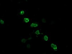 ZSCAN18 Monoclonal Antibody (OTI2D3), TrueMAB , OriGene:Antibodies:Primary