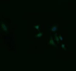 ZSCAN18 Monoclonal Antibody (OTI4B7), TrueMAB , OriGene:Antibodies:Primary