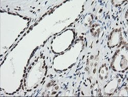 ZSCAN18 Monoclonal Antibody (OTI1F10), TrueMAB , OriGene 100 &mu;L; Unconjugated:Antibodies,