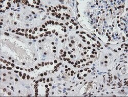 ZSCAN18 Monoclonal Antibody (OTI1F10), TrueMAB , OriGene 100 &mu;L; Unconjugated:Antibodies,