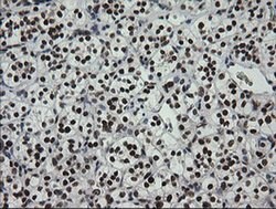 ZSCAN18 Monoclonal Antibody (OTI1F10), TrueMAB , OriGene 100 &mu;L; Unconjugated:Antibodies,