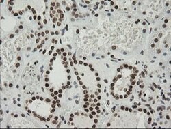 ZSCAN18 Monoclonal Antibody (OTI2H7), TrueMAB , OriGene 100 &mu;L; Unconjugated:Antibodies,