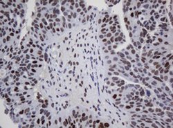 ZSCAN18 Monoclonal Antibody (OTI2A9), TrueMAB , OriGene 30 &mu;L; Unconjugated:Antibodies,