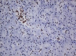 ZSCAN18 Monoclonal Antibody (OTI2A9), TrueMAB , OriGene 30 &mu;L; Unconjugated:Antibodies,